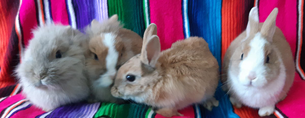 four bunnies