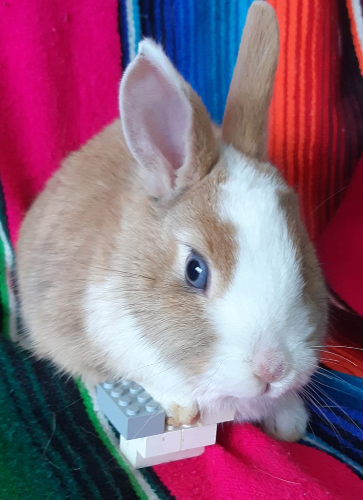 rabbit With a cast