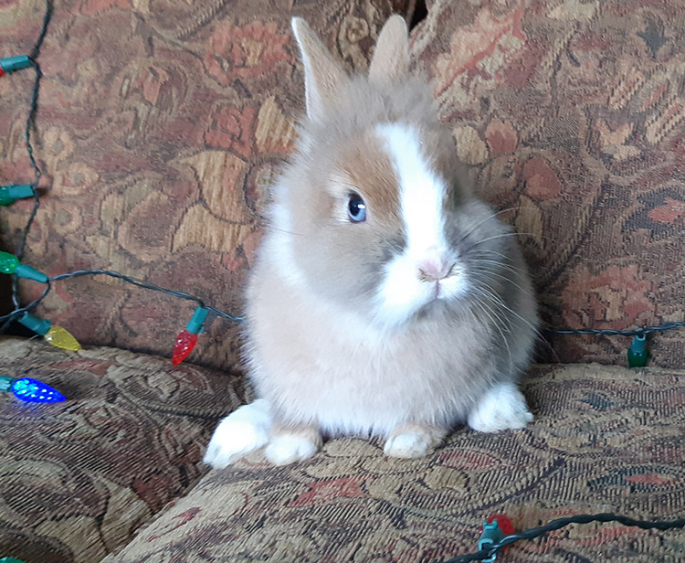 new Christmas bunny