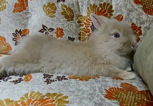 Bunny on the couch