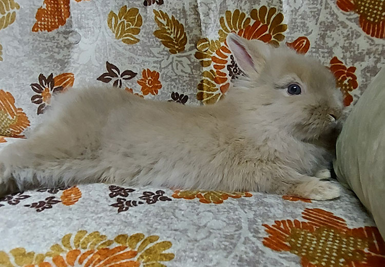 Bunny on the couch