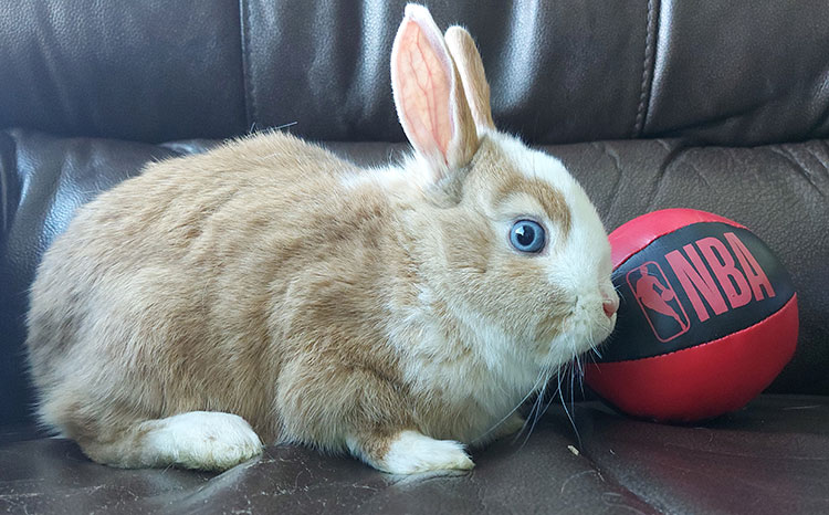 basketball bunny