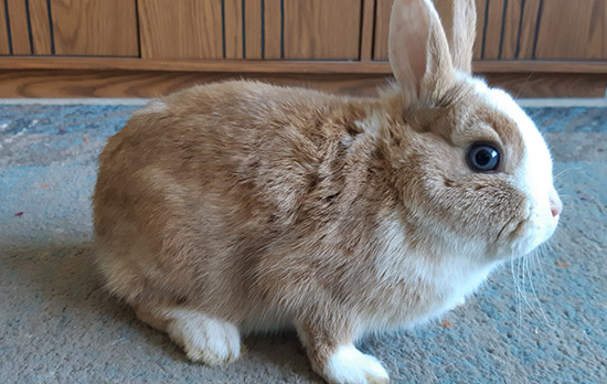 bunny on carpet