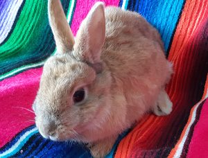 baby bunny