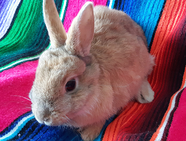 baby bunny