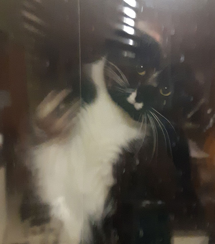 shadow at the window