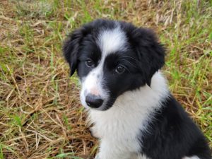 Border collie puppy