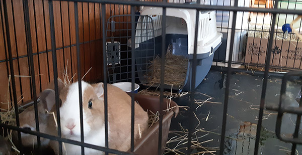 Two little bunnies eating hay