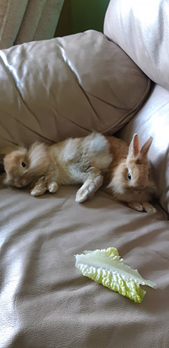 Two little bunnies