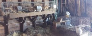 Bunny cages in a barn