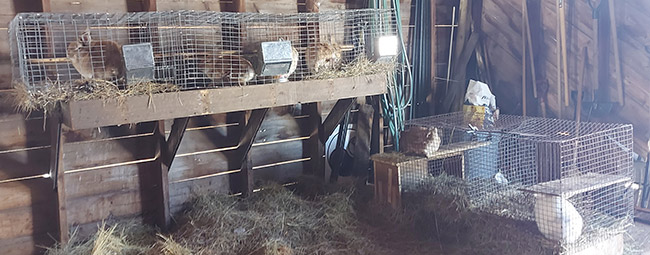 Bunny cages in a barn