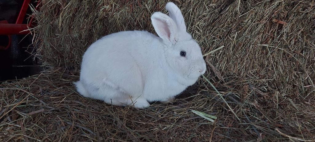 A white rabbit on some hay