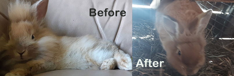 two of the same bunnies at different times