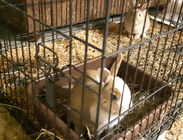 Two little bunnies sitting in a cage