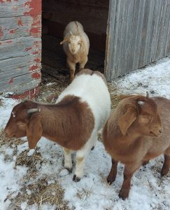 Goats in the snow
