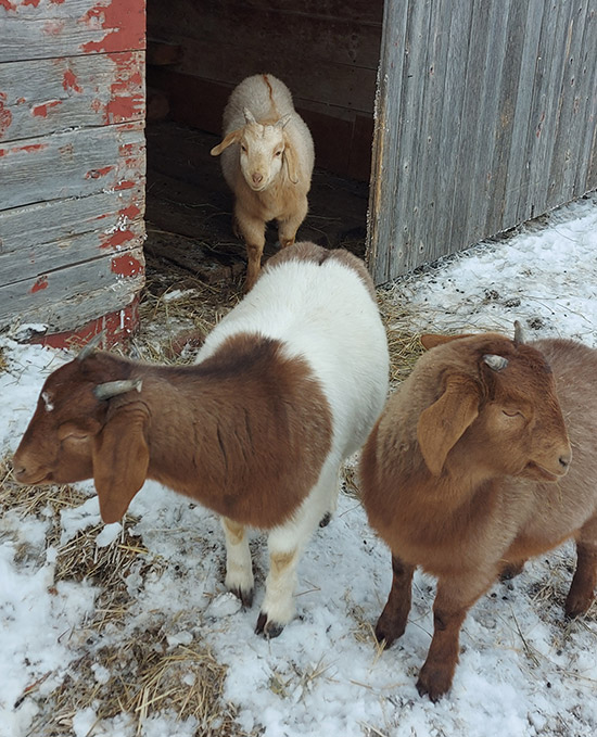Goats in the snow