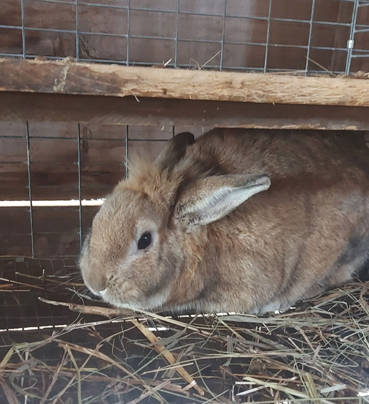 The second biggest bunny Torch