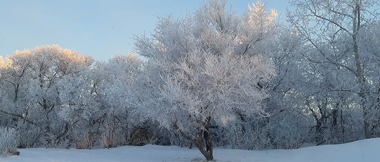 Frozen tree