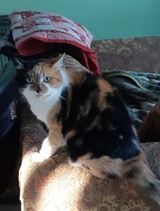 Our house cat