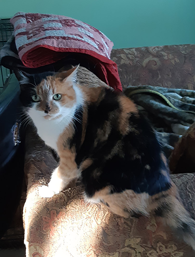 Our house cat