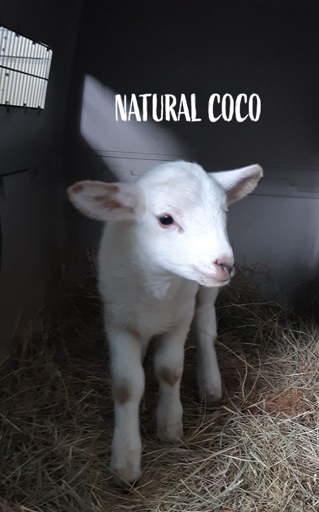 Coco in her cage