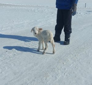 A little lamb in the snow