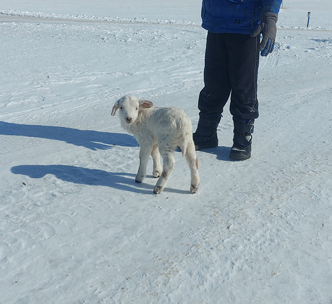 A little lamb in the snow