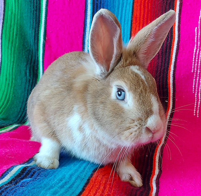 Mother bunny Domino