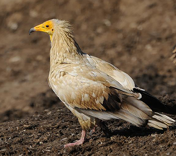 Egyptian Bird with a whole lot of knowledge