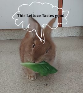 Fluffy gets some lettuce