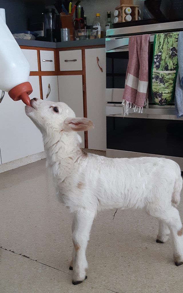 little Coco getting some milk