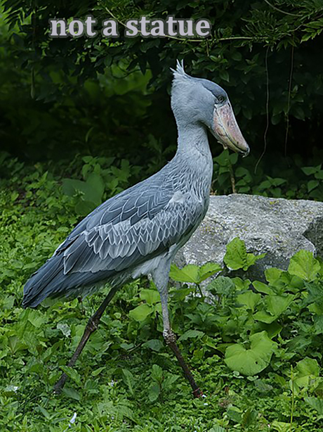 A large stork with a shoe shaped beak