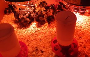 little baby chicks 