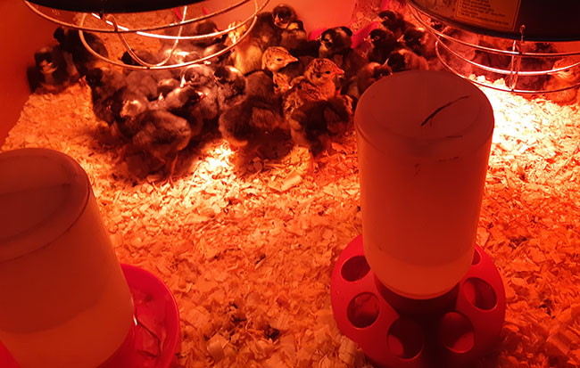 little baby chicks