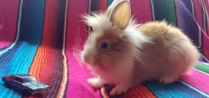 fluffy bunny and car