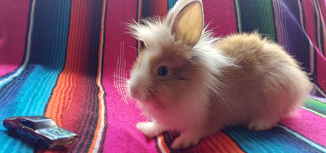 fluffy bunny and car