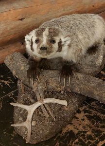 stuffed Badger in old timers museum in Maple Creek Saskatchewan