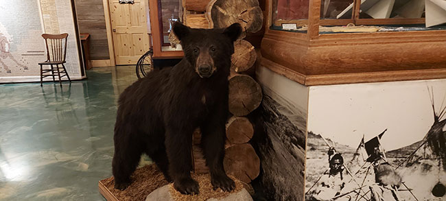 Small black bear