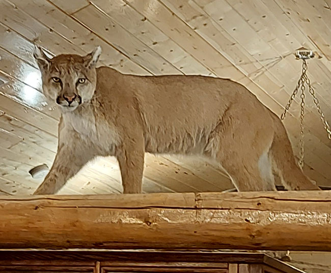 Stuffed cougar on a wood beam
