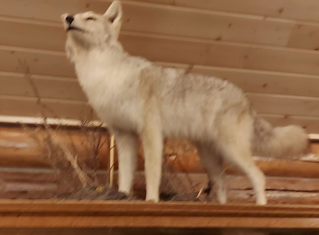 Stuffed coyote