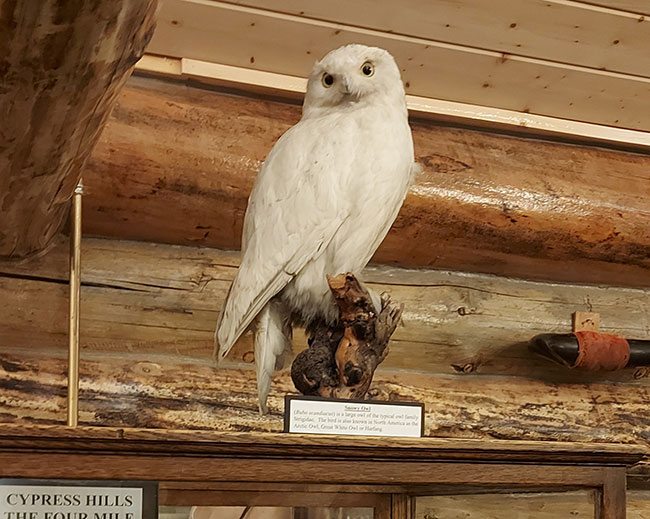 Owl in museum