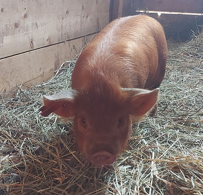 Little baby pumpkin