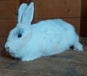 The mother bunny flare