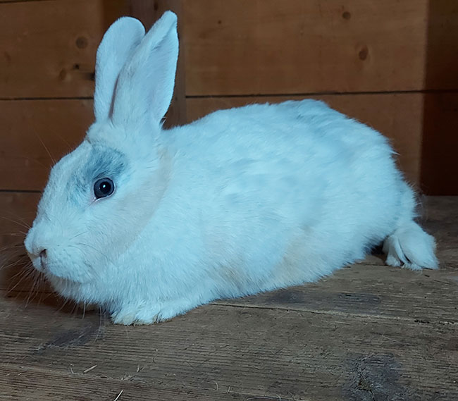 The mother bunny flare