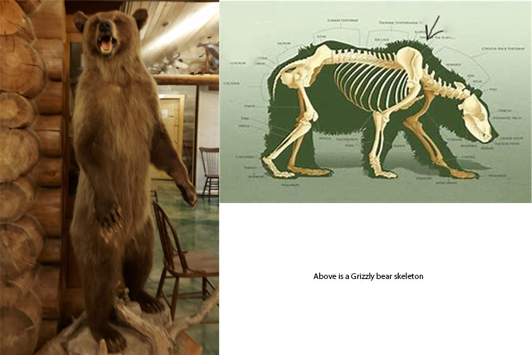 bear pictures