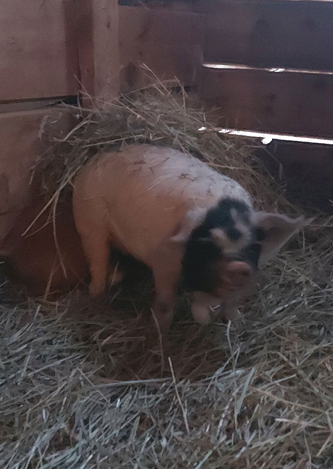 little baby piggy