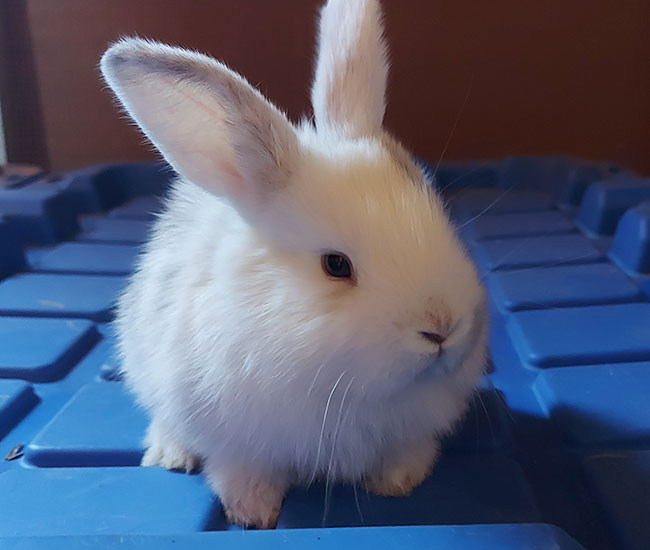 fluffy baby bunny