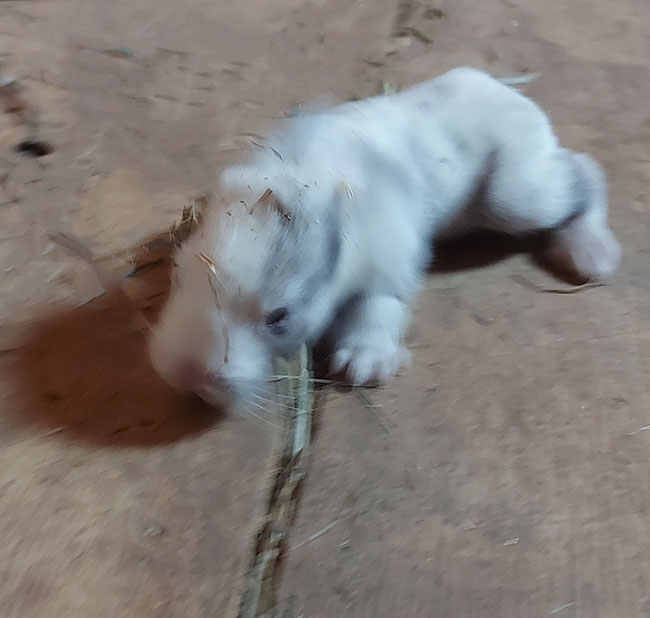 Baby bunny on wood floor