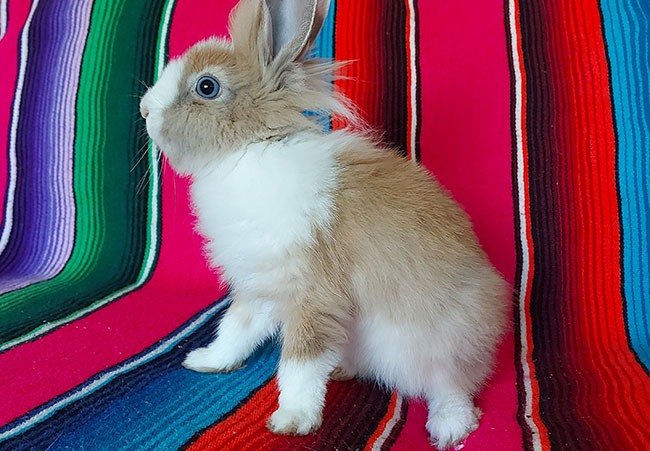 A fluffy bunny