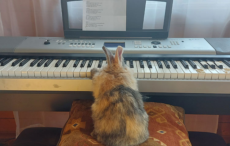 A Bunny at a piano
